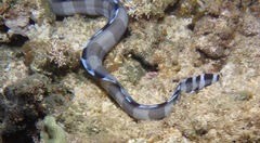 Gymnothorax rueppelliae
