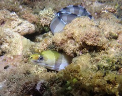 Gymnothorax rueppelliae