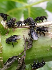 Trigona nigerrima