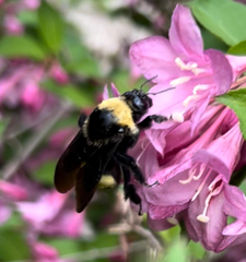 Bombus auricomus