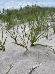 Ammophila champlainensis