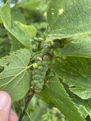 Celticecis oviformis