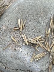 Ammophila champlainensis