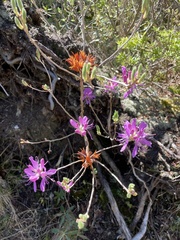 Rhododendron canadense