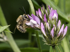 Eucera gracilipes