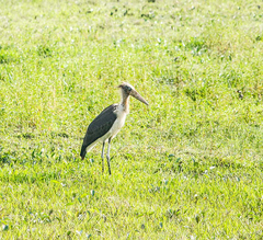 Leptoptilos javanicus