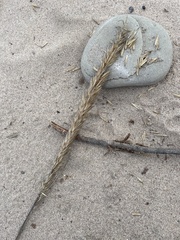 Ammophila champlainensis