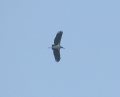 Leptoptilos javanicus