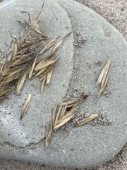 Ammophila champlainensis