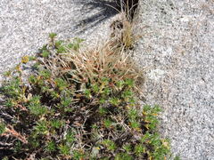 Trichocereeae