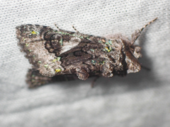 Behrensia conchiformis