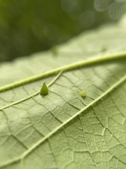 Celticecis spiniformis