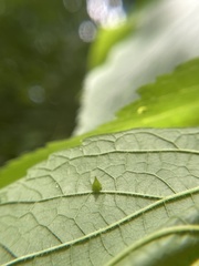 Celticecis spiniformis