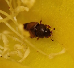 Carpophilus hemipterus