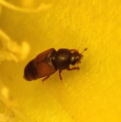 Carpophilus hemipterus