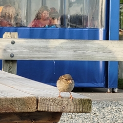Passer domesticus