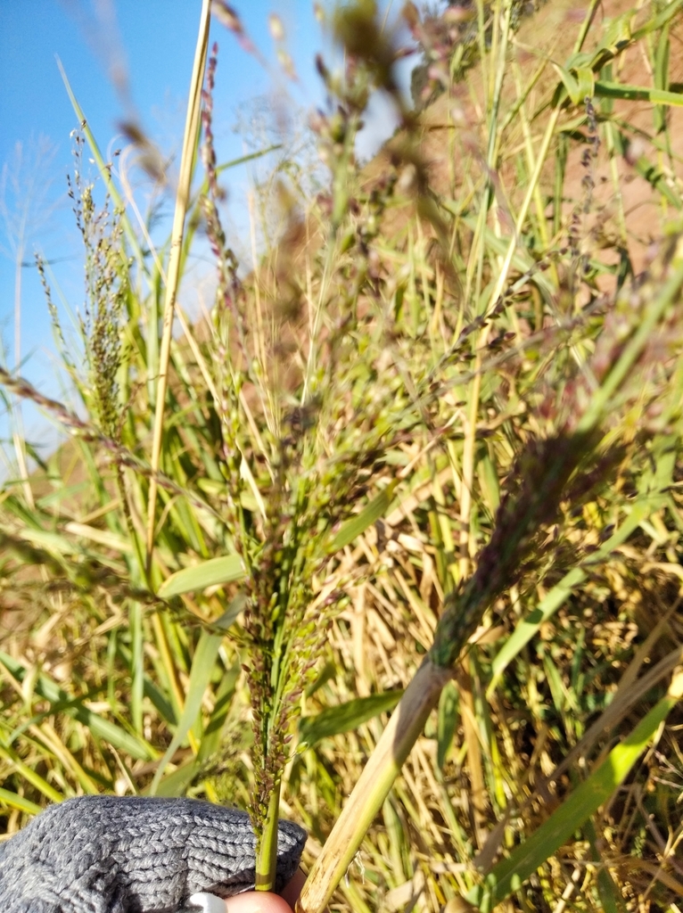 guinea grass from Penápolis SP, 16300000, Brasil on May 28, 2022 at 1023 AM by Márcia