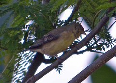 Spinus psaltria