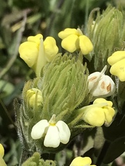 Castilleja rubicundula