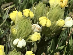 Castilleja rubicundula