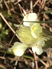 Castilleja rubicundula