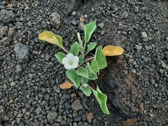 Exodeconus miersii