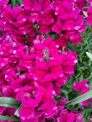 Antirrhinum majus