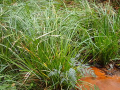 Carex fascicularis
