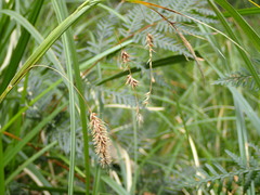 Carex fascicularis