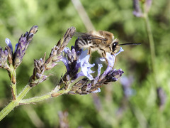 Eucera gracilipes