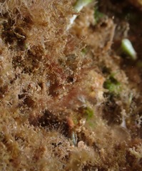 Lambrachaeus ramifer