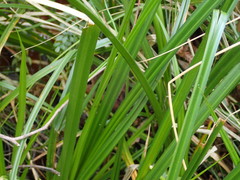 Carex fascicularis
