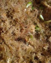 Lambrachaeus ramifer