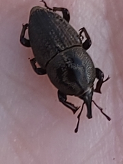 Sphenophorus inaequalis