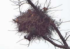 Callosciurus erythraeus