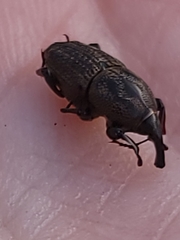 Sphenophorus inaequalis