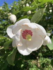 Magnolia sieboldii