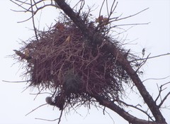 Callosciurus erythraeus