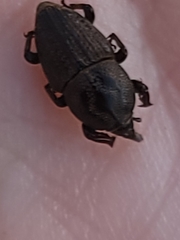 Sphenophorus inaequalis