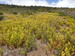 Diplacus clevelandii