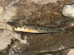 Triplophysa sellaefer