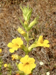 Diplacus clevelandii