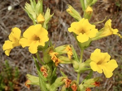 Diplacus clevelandii