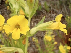 Diplacus clevelandii