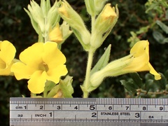 Diplacus clevelandii