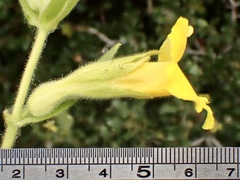 Diplacus clevelandii