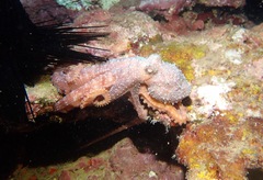 Callistoctopus luteus