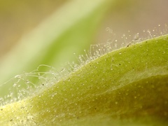 Diplacus clevelandii