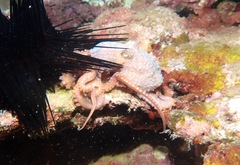 Callistoctopus luteus