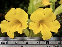 Diplacus clevelandii